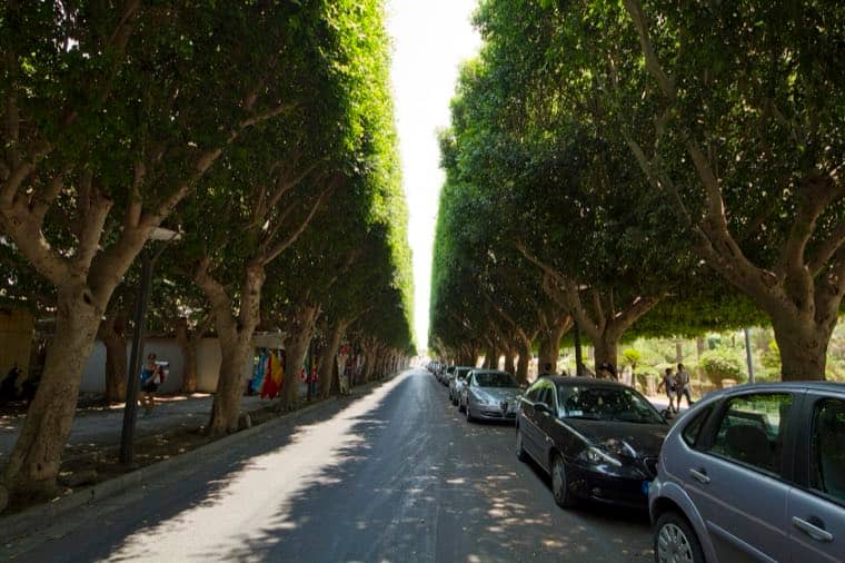 Il viale alberato che porta a Noto