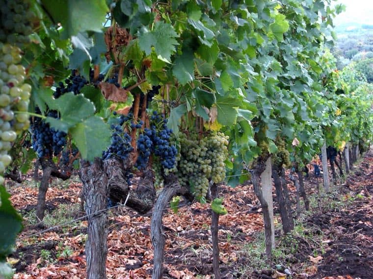 Grappoli maturi in un vigneto siciliano
