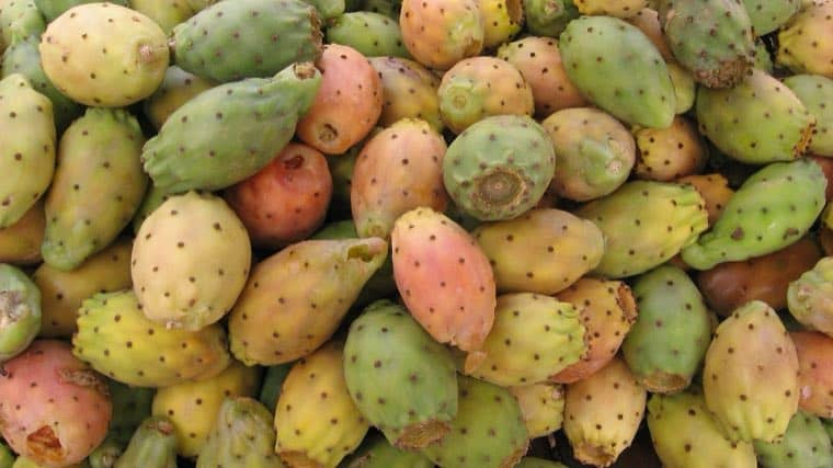 Fichi d'India appena raccolti
