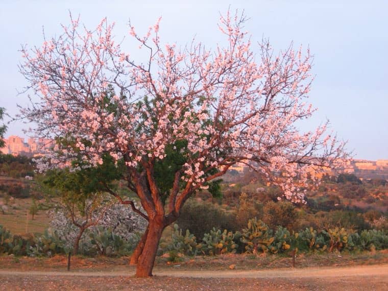 Mandorlo in fiore al tramonto