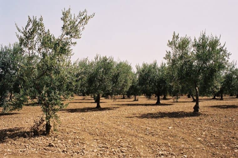 Uliveto secolare nella campagna iblea